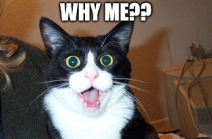 Cat meme about translation work